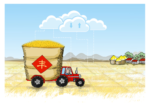 &ldquo;中原糧倉(cāng)&rdquo;麥?zhǔn)招掠^察