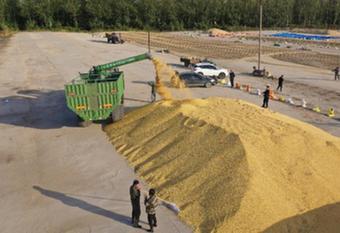 國(guó)產(chǎn)大豆變&ldquo;金豆&rdquo;　謹(jǐn)防后市&ldquo;轉(zhuǎn)冷&rdquo;