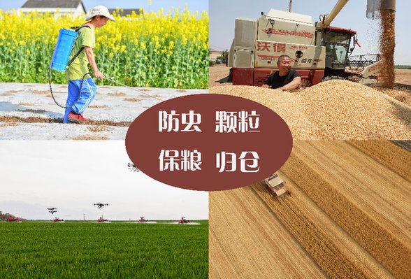 糧食損耗嚴(yán)重 亟待確立&ldquo;減損即增產(chǎn)&rdquo;理念