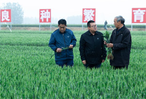 &ldquo;找到那一粒最耐渴的高產(chǎn)麥種&rdquo;