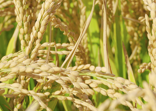 虛銷&ldquo;空氣糧&rdquo;　私賣&ldquo;升溢糧&rdquo;　假購&ldquo;增數(shù)糧&rdquo;