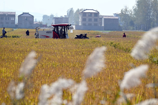 &ldquo;噸糧田&rdquo;的三種&ldquo;打開方式&rdquo;