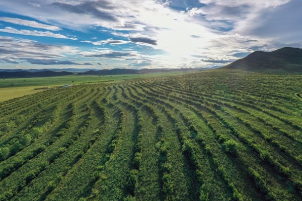 從&ldquo;沙進(jìn)人退&rdquo;到&ldquo;沙里掘金&rdquo;&mdash;&mdash;我國沙漠治理帶動(dòng)產(chǎn)業(yè)發(fā)展觀察