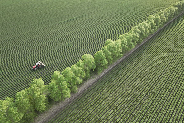 &ldquo;糧倉&rdquo;黑龍江：黑土地加強保護(hù)　農(nóng)田提檔升級